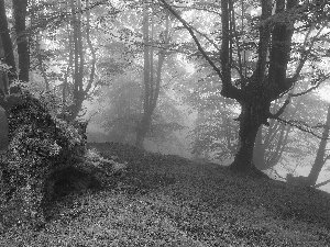 forest, trees, viewes, Fog