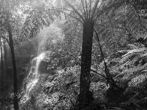 Plants, waterfall, trees, viewes, Fern, forest