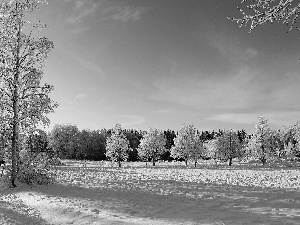 viewes, forest, Meadow, trees, winter