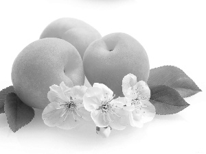 viewes, fruit, Flowers, trees, apricots