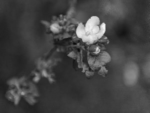 viewes, fruit, Flowers, trees, twig