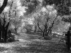 Garden, trees, viewes, flourishing