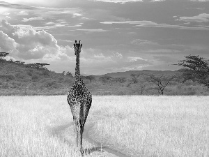 viewes, grass, savanna, trees, giraffe