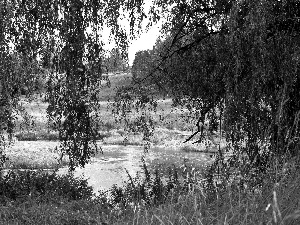 viewes, grass, medows, trees, River