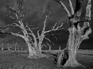 viewes, grass, dry, trees, storm