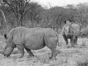 viewes, grass, Rhinos, trees, Two cars