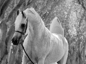 gray, trees, viewes, Horse