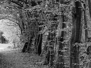 forest, trees, viewes, green ones