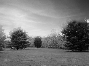 viewes, Bush, green ones, trees, Park