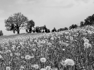 viewes, Home, dandelions, trees, Meadow