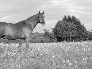 Horse, trees, viewes, Meadow