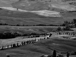 trees, Mountains, Tuscany, Way, medows, viewes, Italy