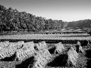 viewes, Korea, cereals, trees, cultivation
