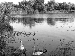 lake, trees, viewes, Swan