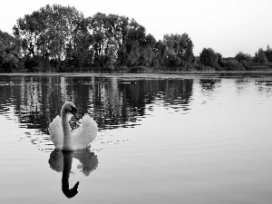 lake, trees, viewes, Swans