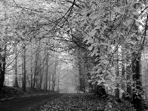 viewes, Leaf, Way, trees, autumn