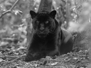 forest, black, viewes, Leaf, trees, Panther