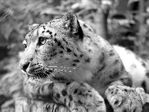 snow leopard, trees, viewes, forest