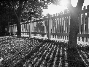 trees, Lawn, viewes, Fance, flash, luminosity, ligh, sun, Przebijające