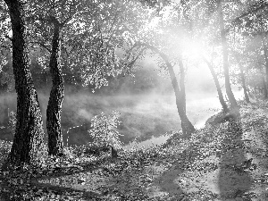 marshland, trees, viewes, Fog