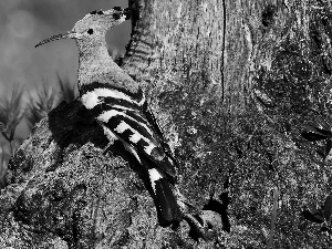 viewes, Meadow, trunk, trees, booby