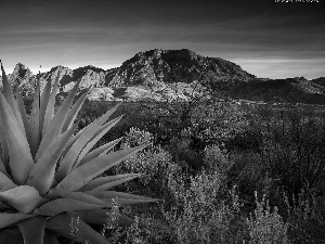 Mountains, trees, viewes, Cactus