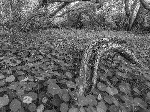 Leaf, Flowers, trees, viewes, forest, nasturtiums