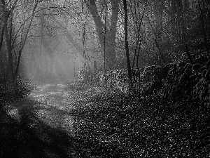 Peak District National Park, Way, light breaking through sky, trees, Fog, County Derbyshire, England, viewes