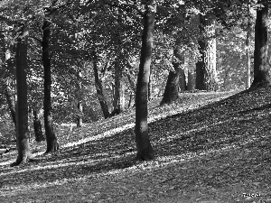 Park, trees, viewes, autumn