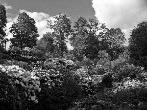 rhododendron, Park, Flowers