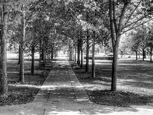 Park, trees, viewes, lane