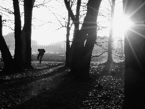 Park, trees, viewes, sun