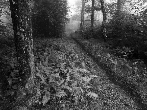 Bush, trees, Path, viewes, forest, fern, Fog