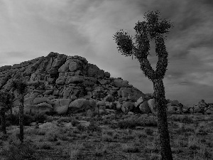 viewes, Plants, rocks, trees, Desert