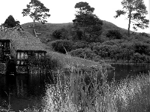 viewes, Plants, water, trees, Windmill