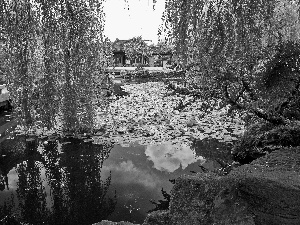 Park, trees, viewes, Pond - car