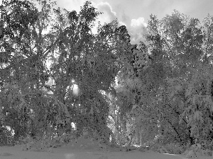 flash, trees, Przebijaj?ce, clouds, ligh, forest, viewes, winter, luminosity, sun