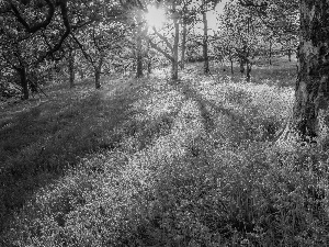 Flowers, trees, ringtones, viewes, forest, car in the meadow, rays of the Sun