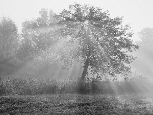 rays, trees, viewes, sun