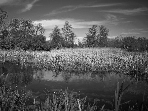 viewes, reflection, rushes, trees, lake