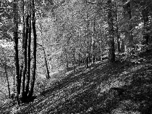 viewes, River, scarp, trees, autumn