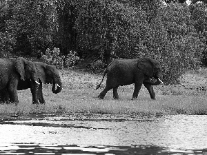 trees, viewes, River, forest, Elephants