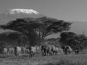 viewes, savanna, mountains, trees, Elephants