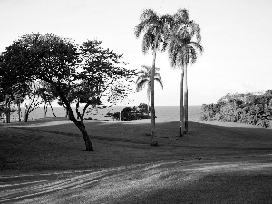 viewes, sea, Course, trees, Field