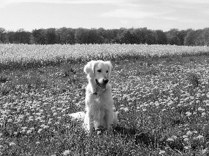 viewes, Sky, grass, trees, dog