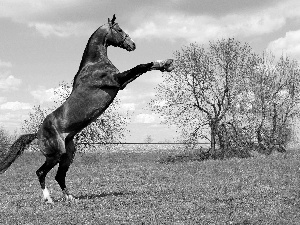 viewes, Sky, grass, trees, Horse