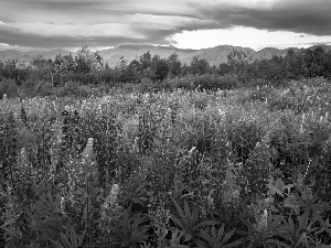 viewes, Sky, Mountains, trees, lupine