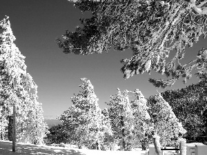 trees, forest, Conifers, Snowy, winter, viewes, Sky