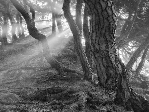 viewes, Hill, roots, light breaking through sky, pine, trees