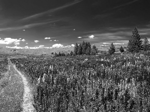 Way, Field, viewes, Sky, trees, lupine